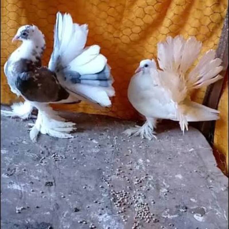 Ujio Wa Mwokozi